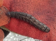 2300 Old Lady caterpillar (Mormo maura) found on Sycamore photo Ian