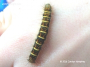 1632 Pale Eggar caterpillar Trichiura crataegi banded form photo Carolyn Humphrey
