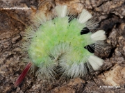 2028 Pale Tussock caterpillar green form (Calliteara pudibunda) © 2006 Steve Ogden