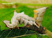 2003 Pebble Prominent caterpillar  (Notodonta ziczac)