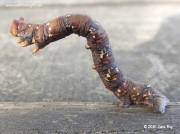 1931 Peppered Moth caterpillar (Biston betularia) dark form © 2015 June Roy
