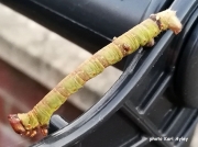 Peppered moth caterpillar (Biston betularia) photo Karl Ayley