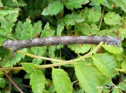 Peppered moth caterpillar Biston betularia photo Doug Gilbert