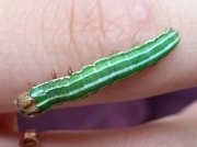 2179 Pine Beauty caterpillar (Panolis flammea) photo Tim Hinds