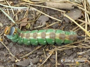 1978 Pine Hawkmoth caterpillar Hyloicus pinastri © 2014 K.Radden