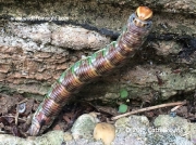 Pine Hawkmoth caterpillar Hyloicus pinastri Oxfordshire UK© 2015 Cath Brown