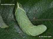 Poplar Hawkmoth 25mm larva Laothoe populi © 2013 Steve Ogden