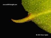 Poplar Hawkmoth caterpillar tail spike© 2013 Steve Ogden