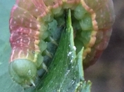 2235 Prepupating Tawny Pinion caterpillar Lithophane semibrunnea Kent photo Felix Vandersluis 3