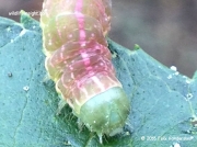 2235 Prepupating Tawny Pinion caterpillar Lithophane semibrunnea Kent photo Felix Vandersluis 4