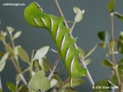Privet Hawkmoth fully grown 80 mm caterpillar (Sphinx ligustri) © 2016 Steve Ogden