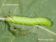 Privet Hawkmoth (Sphinx lugistri) 25mm caterpillar © 2014 Steve Ogden