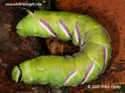 1976 Privet Hawkmoth Sphinx lugistri 80mm larva © 2007 Steve Ogden