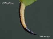 Privet Hawkmoth final instar larva tail horn (Sphinx ligustri) © 2016 Steve Ogden