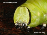 Privet Hawkmoth final instar caterpillar head (Sphinx ligustri) © 2007 Steve Ogden