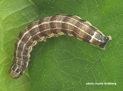 2182 Small Quaker larva (Orthosia cruda)