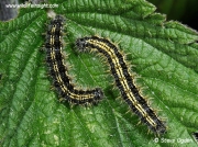 Small Tortoiseshell caterpillars 6662