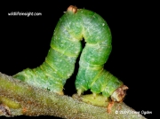 1906 The Brimstone Moth green form of caterpillar (Opisthograptis luteolata) © 2009 Steve Ogden