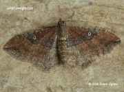 The Gem (Orthonama obstipata) male moth © 2016 Steve Ogden