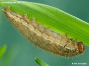The Ringlet butterfly caterpillar  (Aphantopus hyperantus)