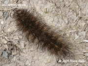 2060 White Ermine fully grown larva Spilosoma lubricipeda © 2009 Steve Ogden