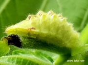 White-letter Hairstreak caterpillar (Strymonidia w-album) - photo John Hunt