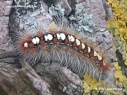 2031 White Satin Moth caterpillar (Leucoma salicis) © 2013 Lynne Marshall