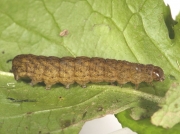 2306 Angle Shades (Phlogophora meticulosa) fully grown brown form of caterpillar
