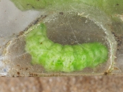 2306 Angle Shades (Phlogophora meticulosa) caterpillar spinning cocoon