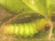 2306 Angle Shades (Phlogophora meticulosa) caterpillar spinning cocoon