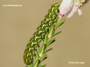 2142 Beautiful Yellow Underwing caterpillar ( Anarta myrtilli )