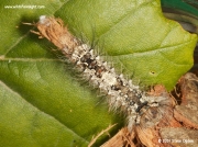 2033 Black Arches caterpillar (Lymantria monacha)