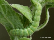2403 Bordered Straw caterpillar green form (Heliothis peltigera)