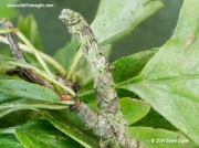 1906 Brimstone Moth caterpillar (Opisthograptis luteolata)