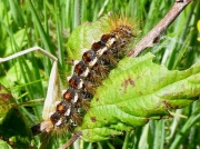 2029 Brown-tail (Euproctis chrysorrhoea) fully grown caterpillar © M Wood