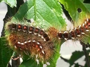 2029 Brown-tail moth caterpillar infestation