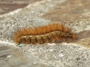 2061 Buff Ermine (Spilosoma luteum) - larva