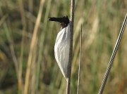 0169 or 0170 Burnet Moth (Zygaena filipendulae or Zygaena trifolii) - cocoon