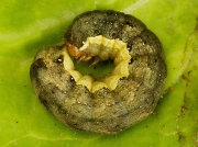 2154 Cabbage Moth (Mamestra brassicae) caterpillar curled up