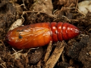 2154 Cabbage Moth (Mamestra brassicae) unearthed pupa