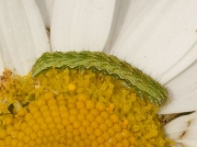 Chamomile Shark caterpillar (Cucullia chamomillae) early instar on Sea Mayweed flower © Steve Ogden