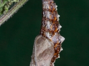 1598 Comma butterfly (Polygonia c-album) - caterpillar or larva pupating