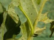 1764 Common Marbled Carpet (Chloroclysta truncata) caterpillar on brocolli © Steve Ogden