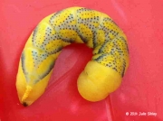 Death's-head Hawkmoth caterpillar (Acherontia atropos) © 2014 Julia Sibley