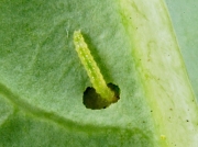 0464 Diamond-back Moth (Plutella xylostella) caterpillar feeding
