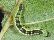 1874 Dingy Shell (Euchoeca nebulata) caterpillar