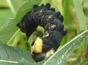 1991 Elephant Hawk-moth (Deilephila elpenor) - very dark form of caterpillar