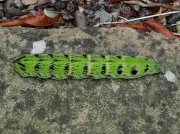 1991 Elephant Hawk-moth (Deilephila elpenor) - green form of caterpillar