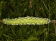 1980 Eyed Hawk-moth (Smerinthus ocellata) green form of caterpillar