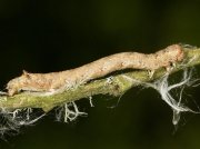 1923 Feathered Thorn (Colotois pennaria) caterpillar